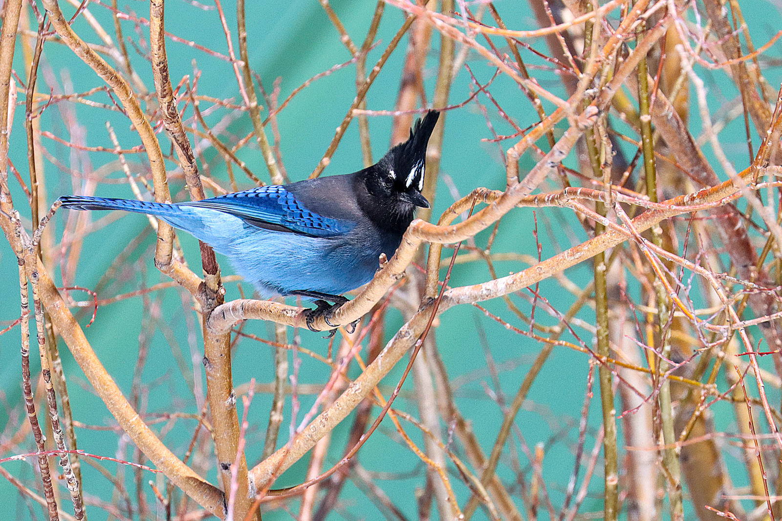 Steller's Jay