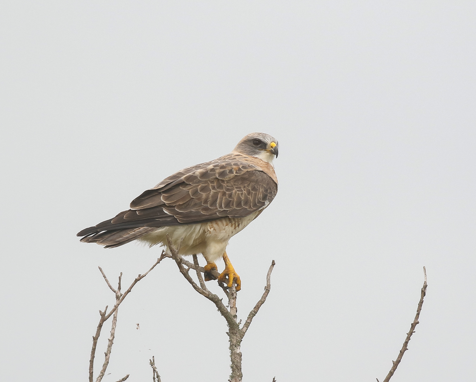 Swainson's Hawk