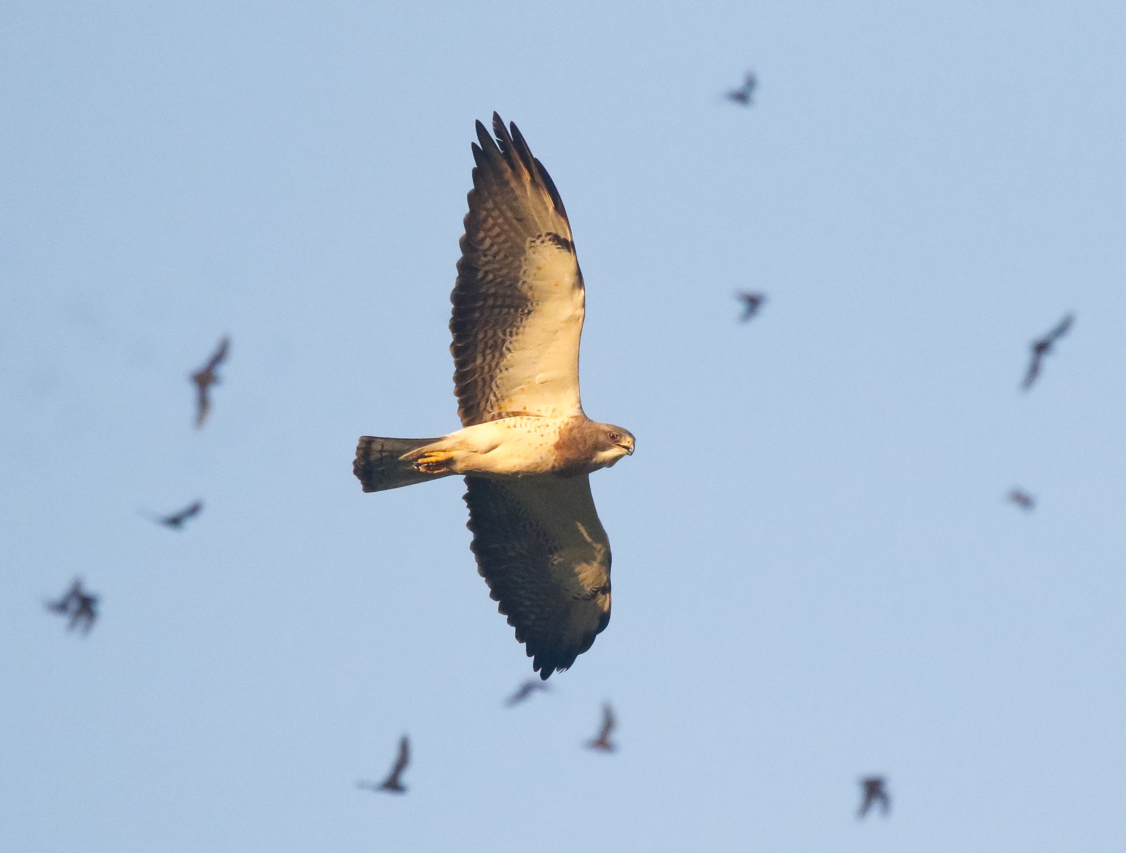 Swainson's Hawk hunting bats