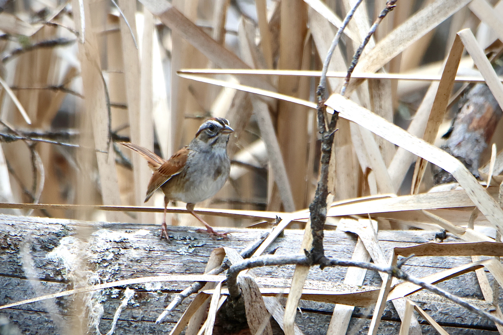 Swamp Sparrow