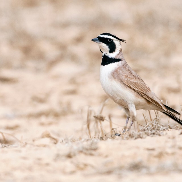 Adult Temminck's Lark (Eremophila bilopha) in the southern negev, Israel,