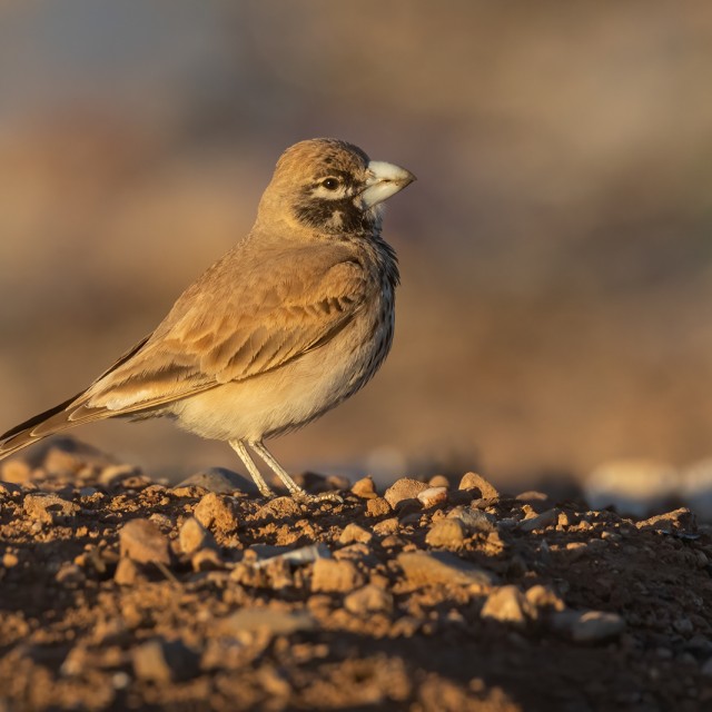 Thick-billed Lark