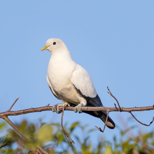Torresian Imperial-Pigeon