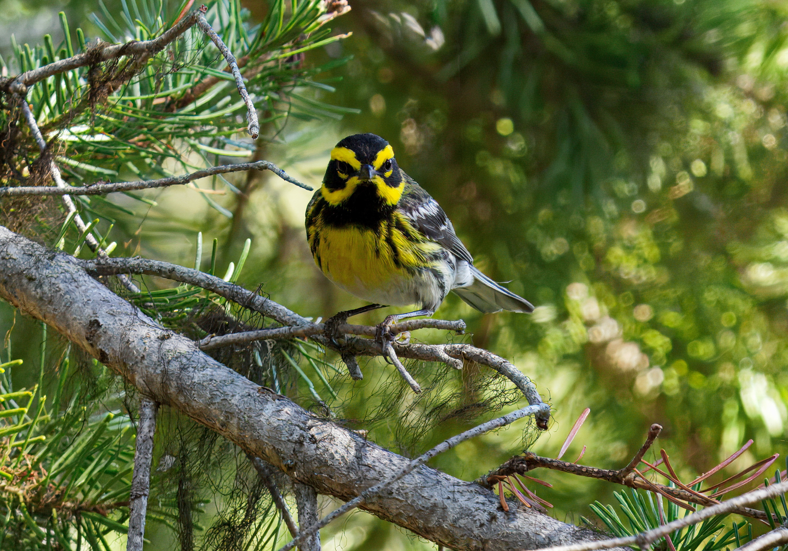 Townsend's Warbler