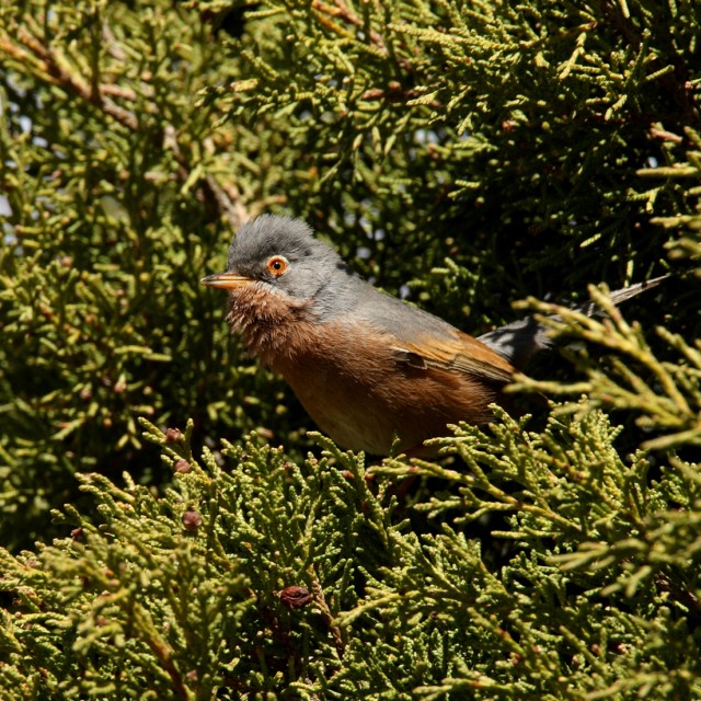 Tristram's Warbler (Sylvia deserticola) adult male