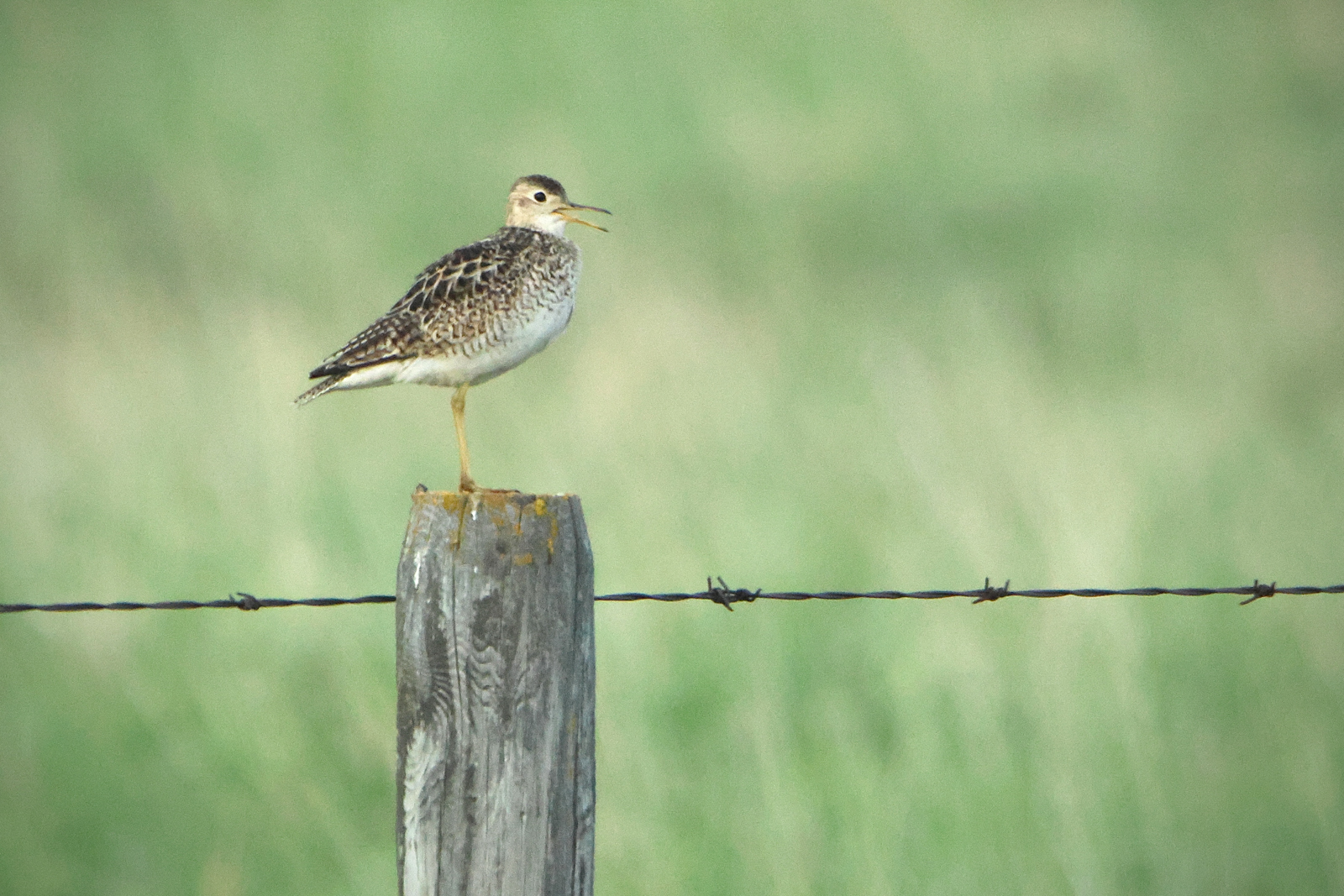 Upland Sandpiper