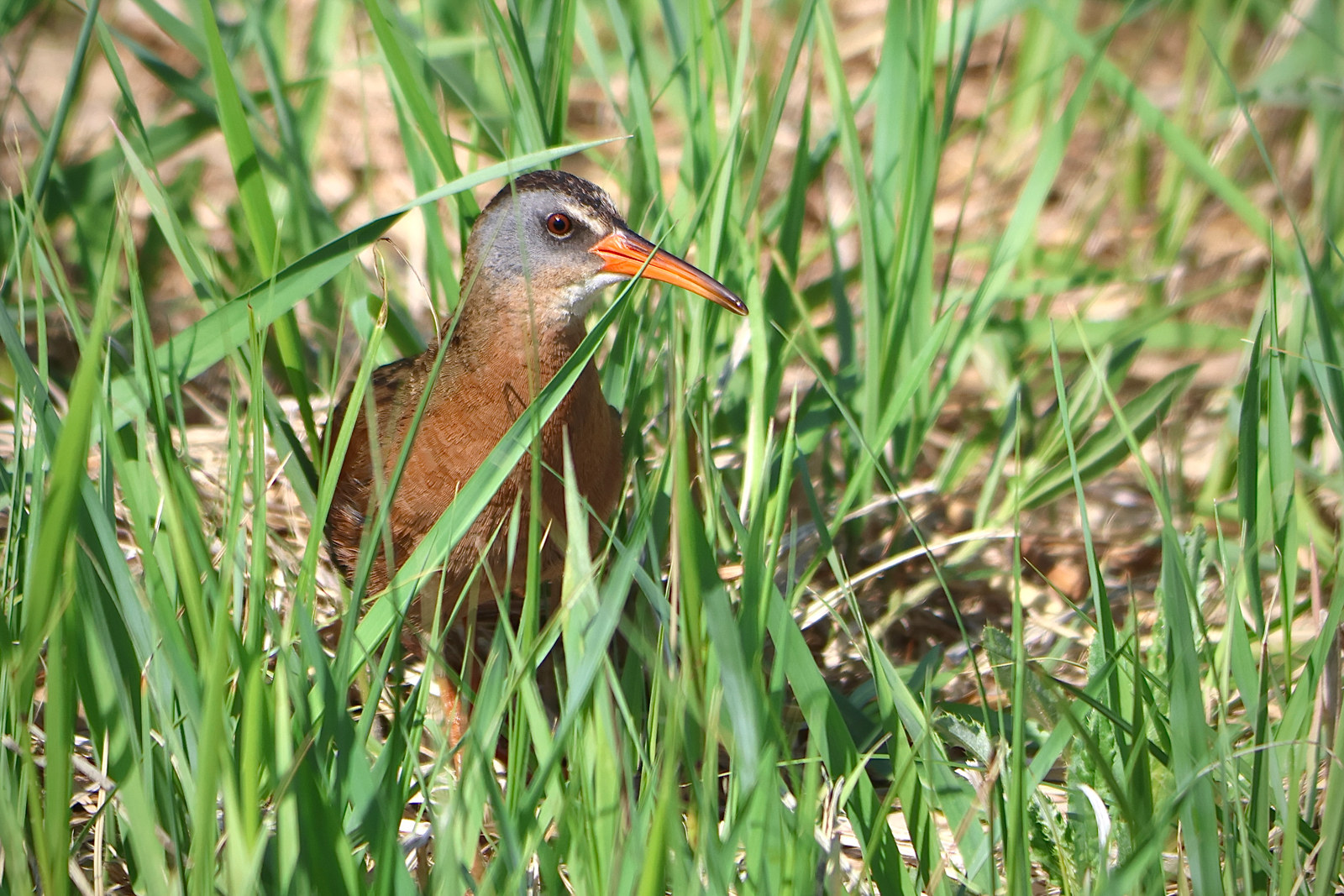 Virginia Rail