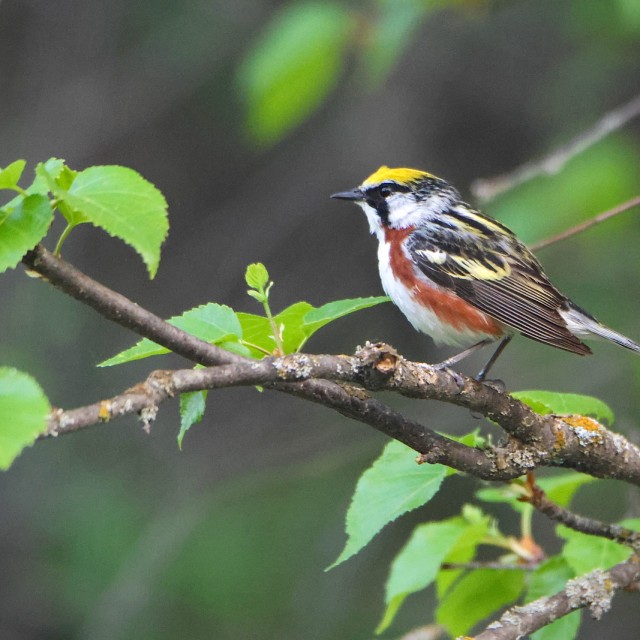 Chestnut-sided Warbler