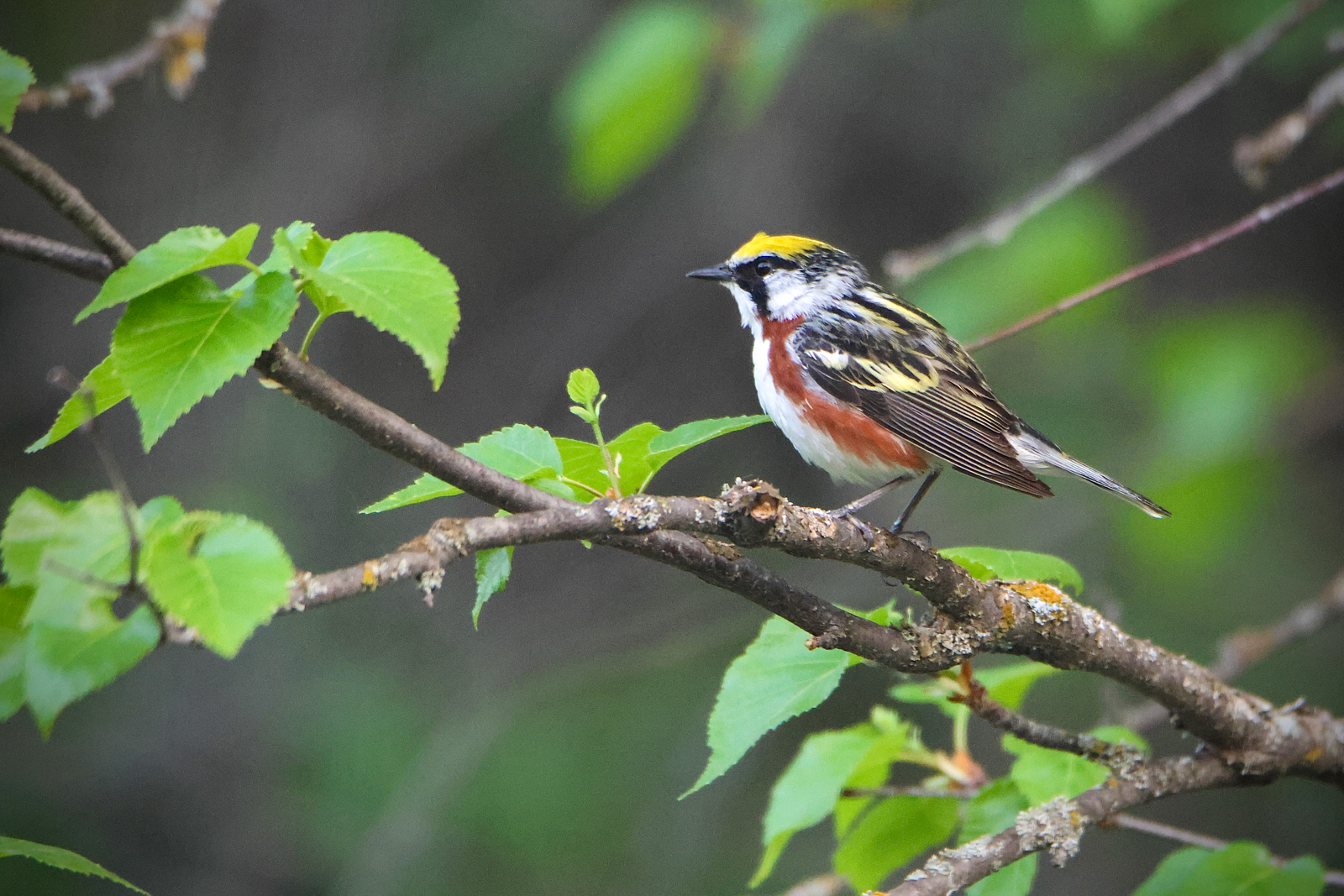 Chestnut-sided Warbler