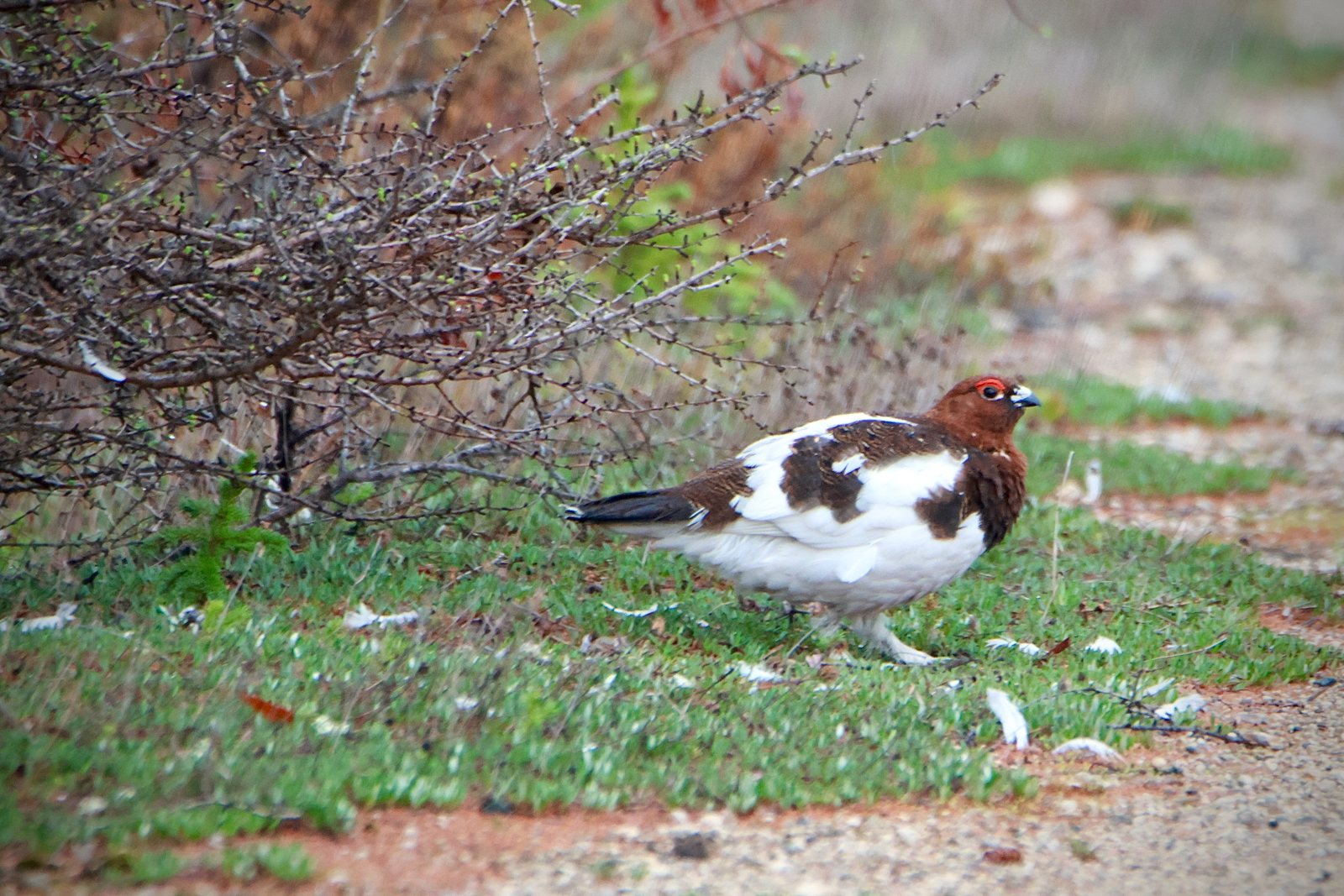 Willow Ptarmigan