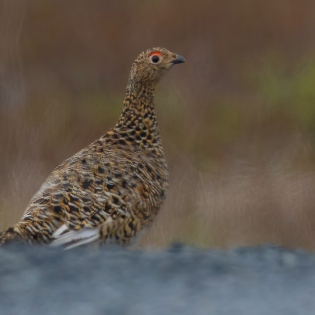 Explore Eagle-Eye Tours for Canada