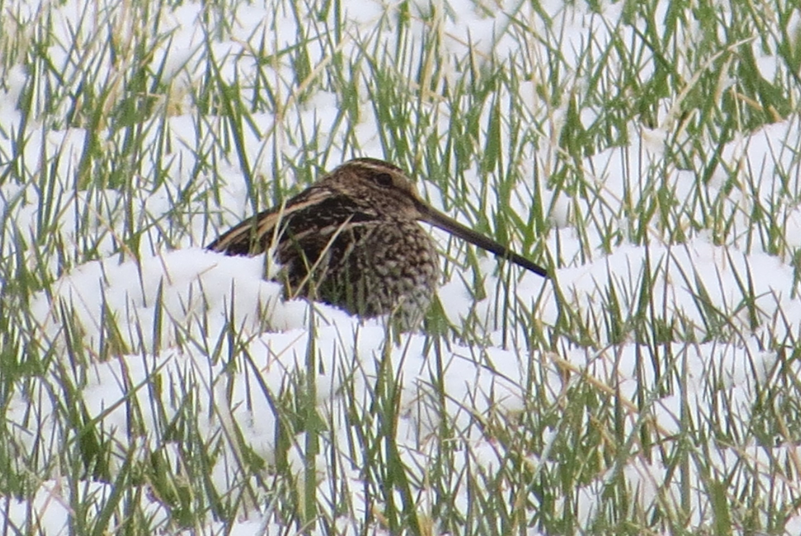 Wilson's Snipe in snow