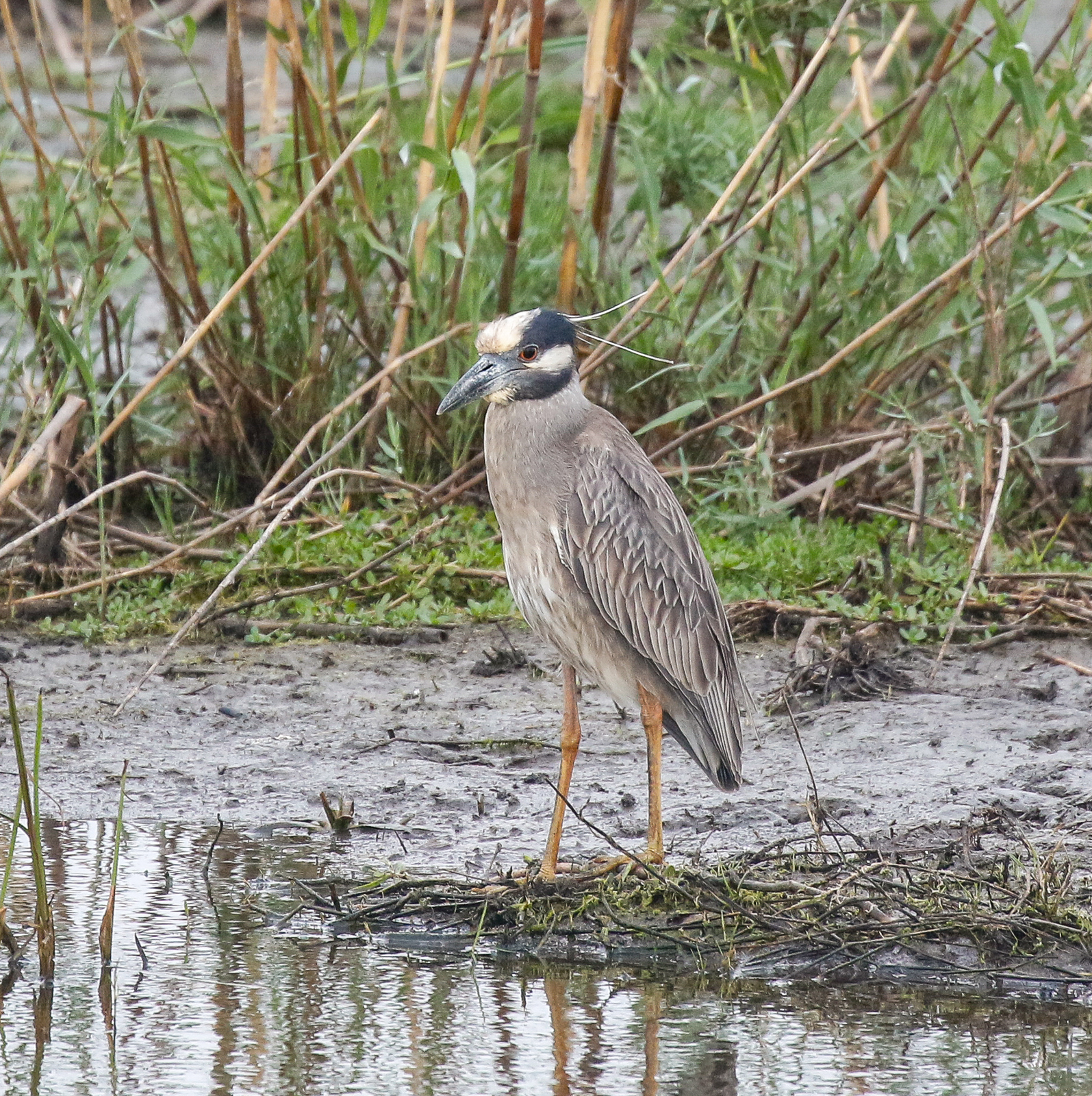 Yellow-crowned Night-Heron