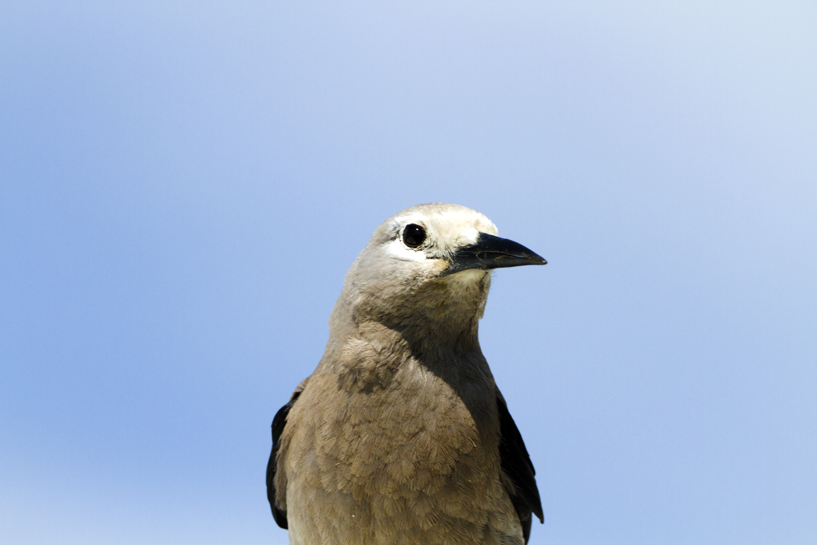 Clark's Nutcracker