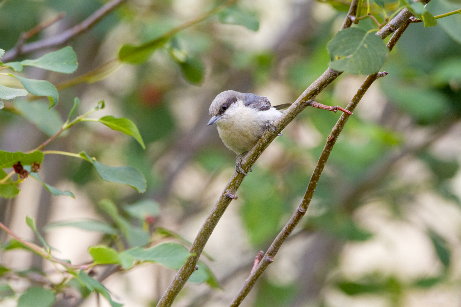 Pygmy Nuthatch