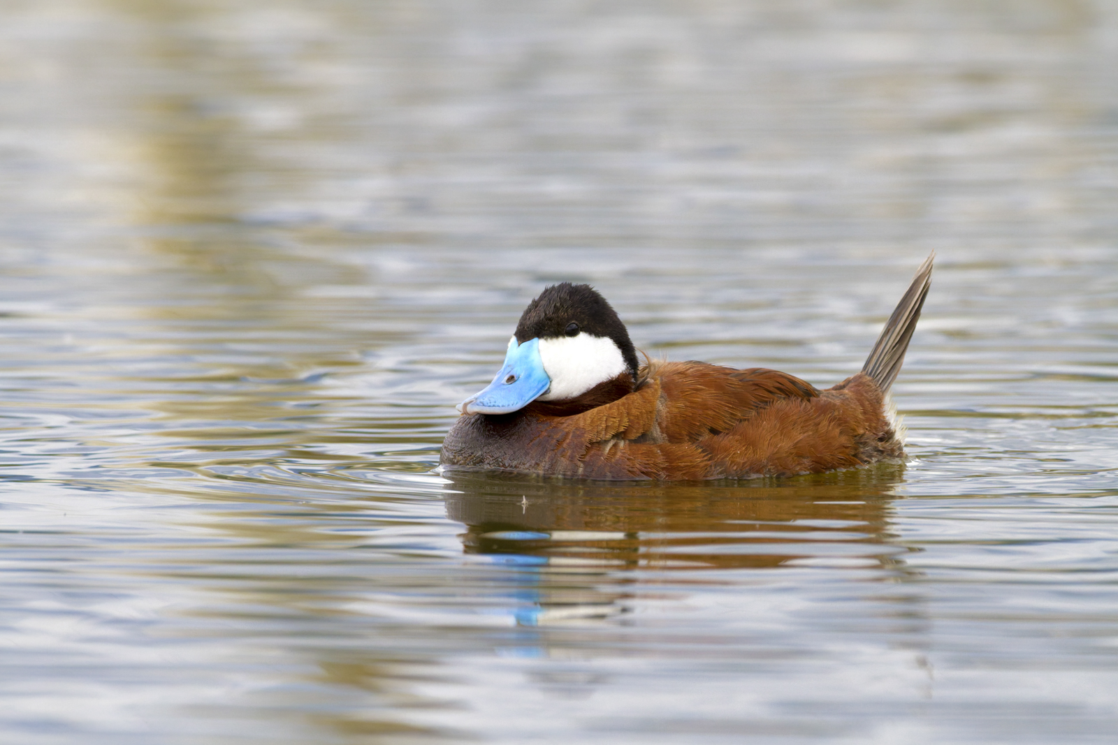 Ruddy Duck