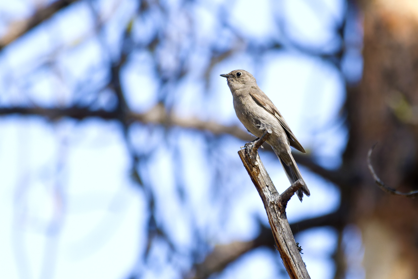 Townsend Solitaire