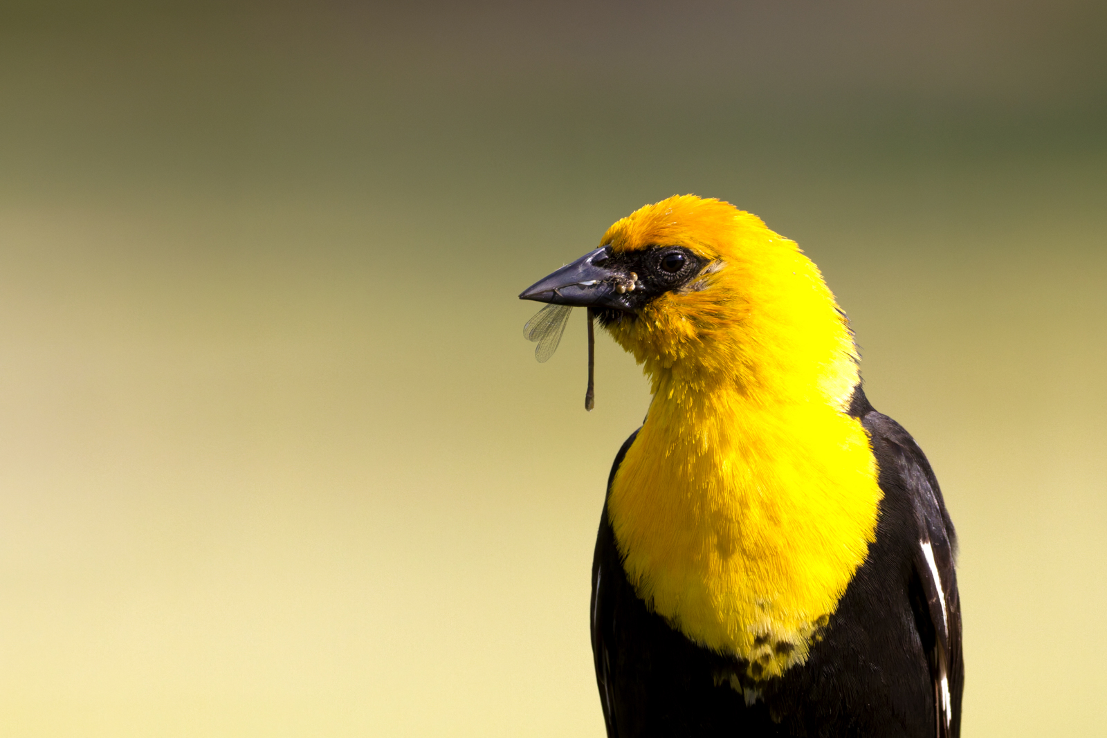 Yellow-headed Blackbird