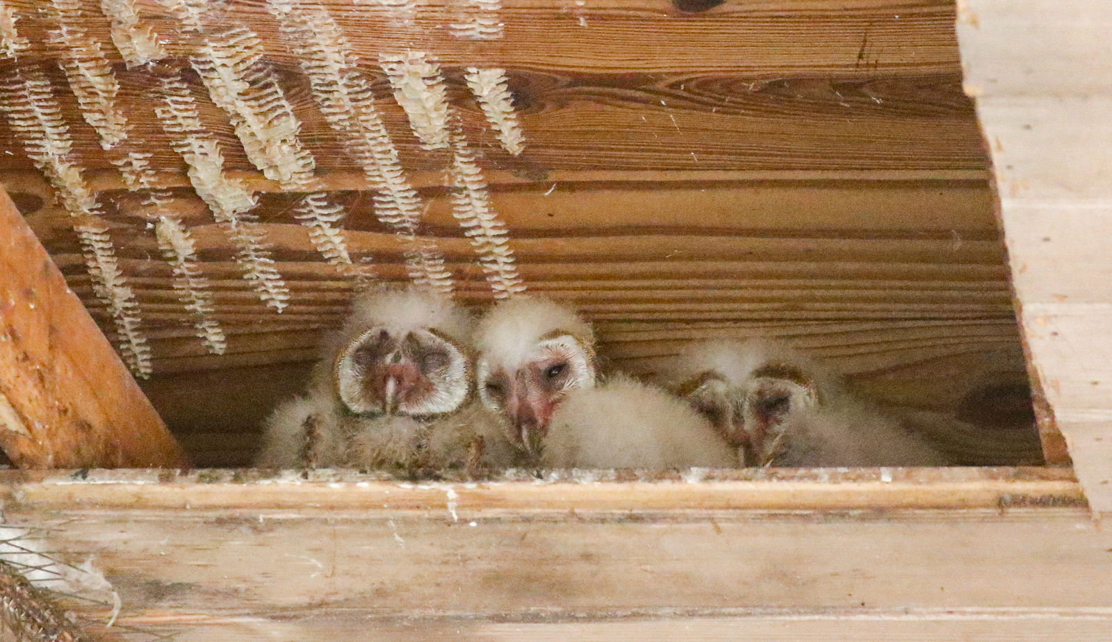 Baby Barn Owls