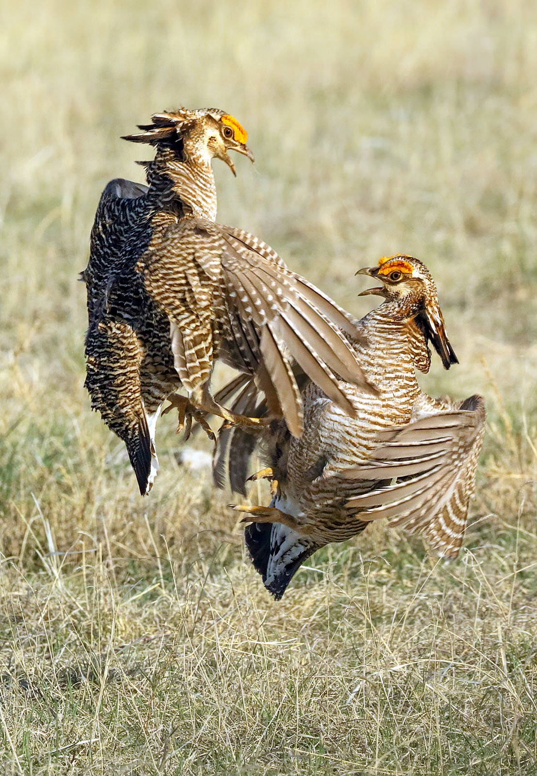 Lesser Prairie-Chickens