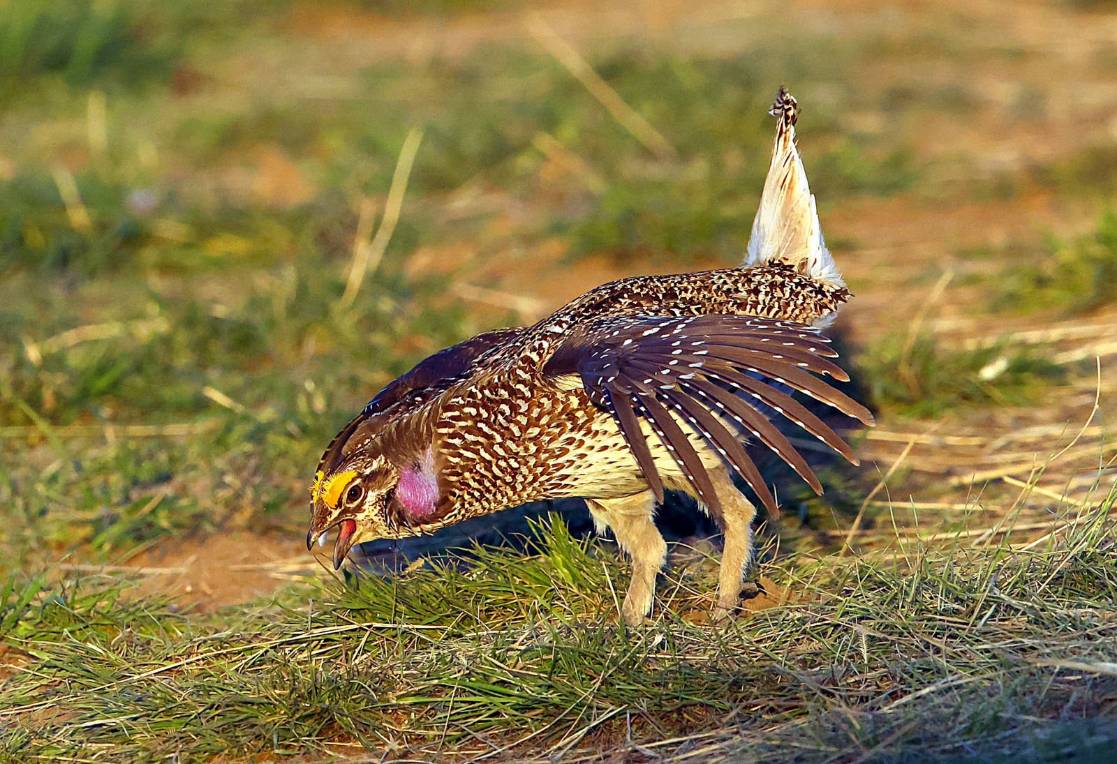 Sharp-tailed Grouse
