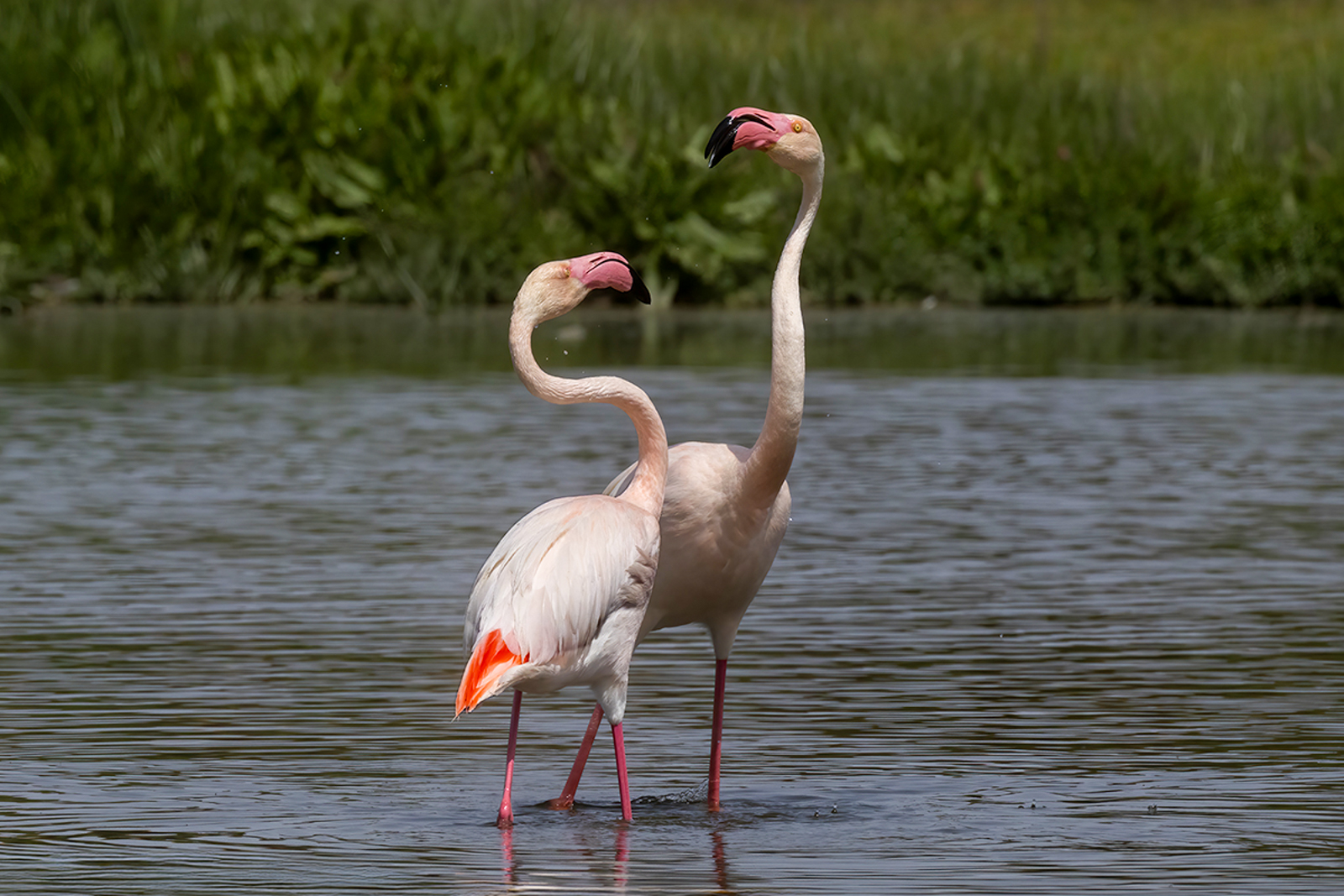 Greater Flamingos