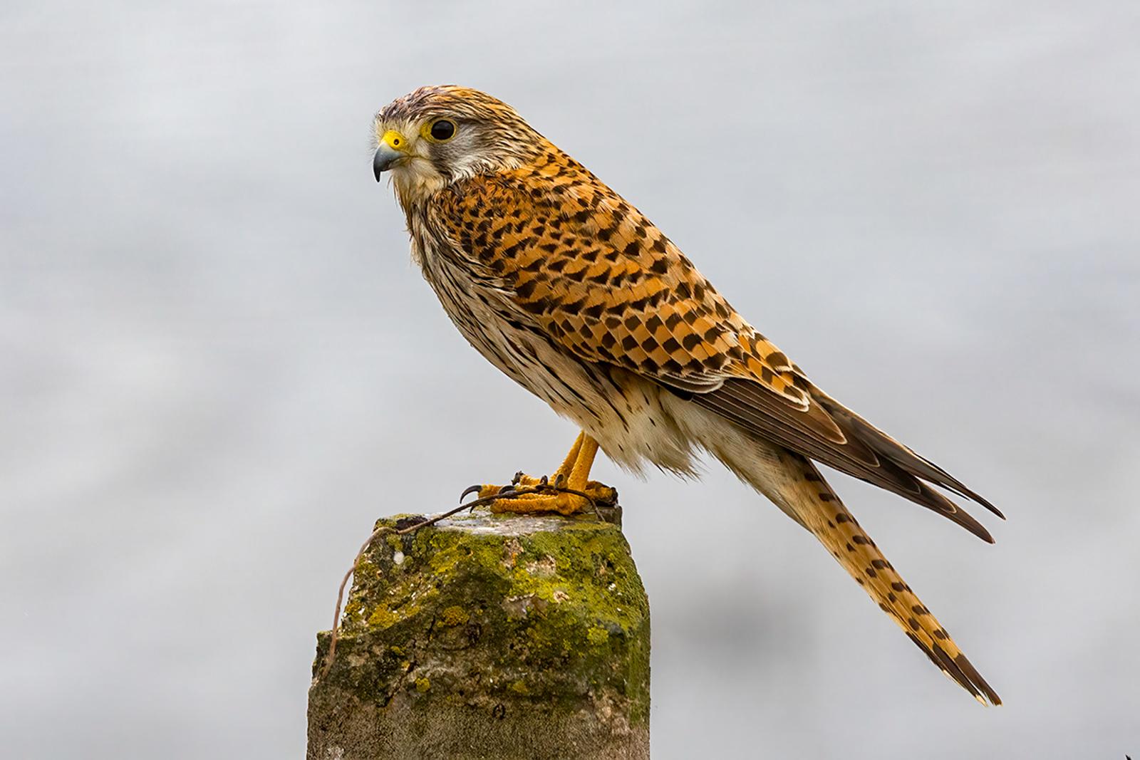 Eurasian Kestrel