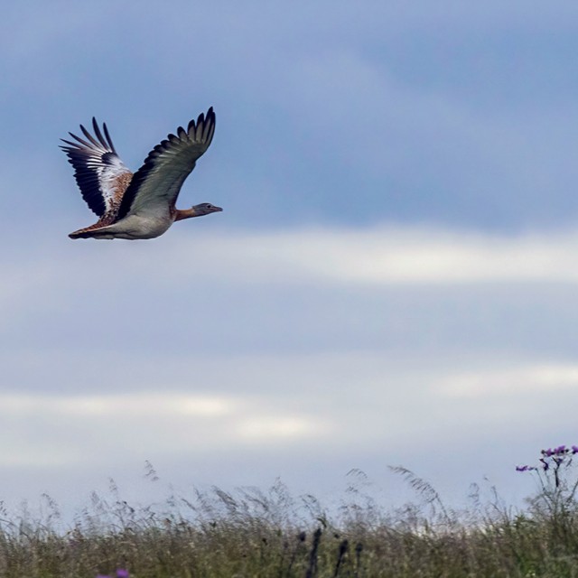 Great Bustard