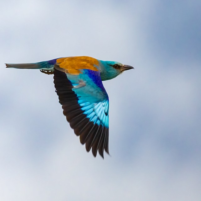 Explore Eagle-Eye Tours for Birding & Wildlife Tours