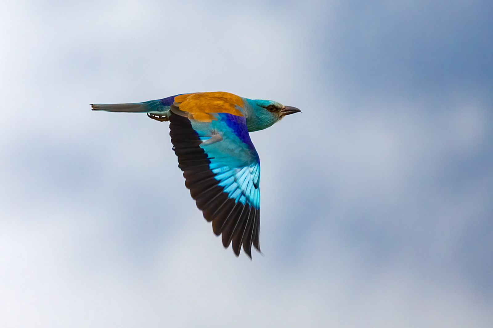 European Roller