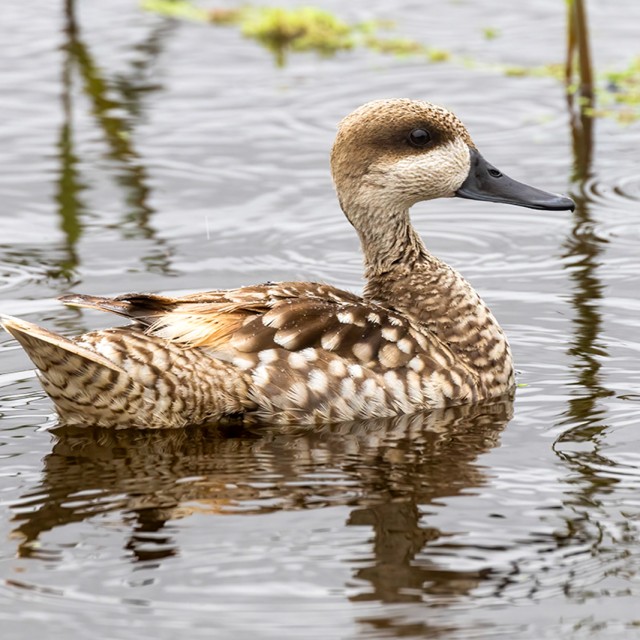 Marbled Teal