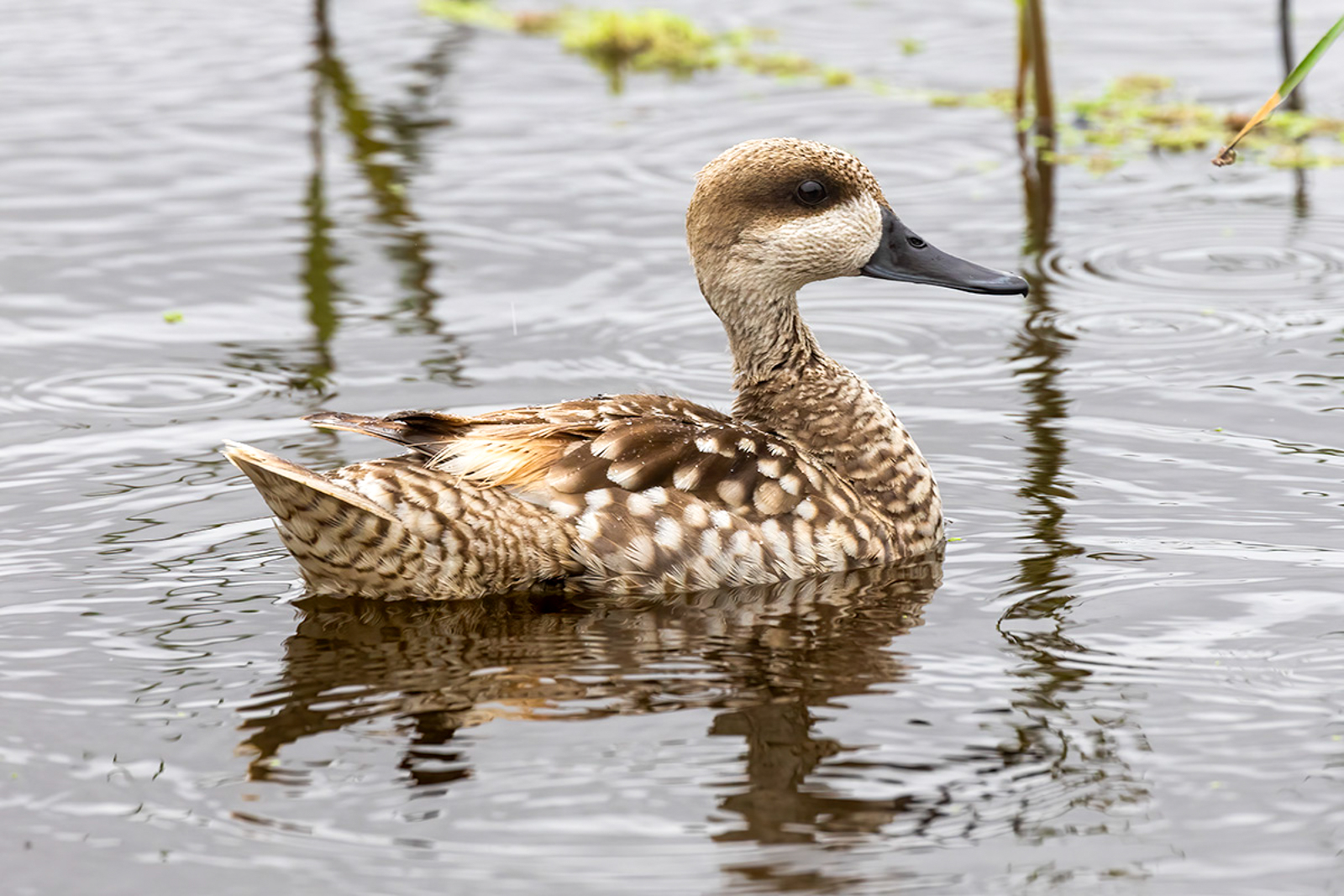 Marbled Teal