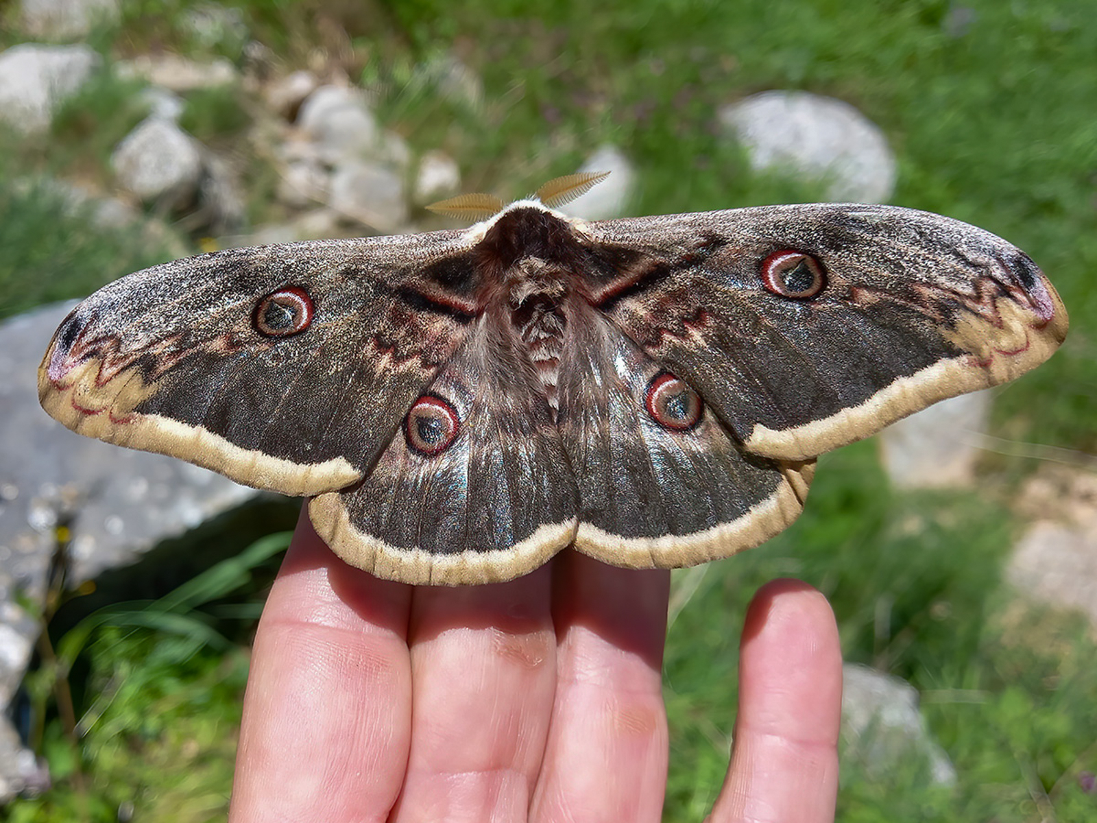 Giant Peacock Moth 