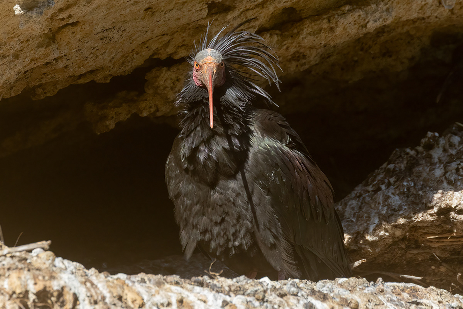 Northern Bald Ibis