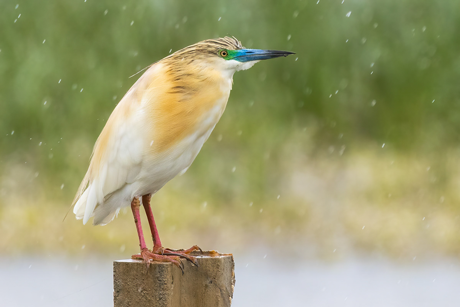 Squacco Heron