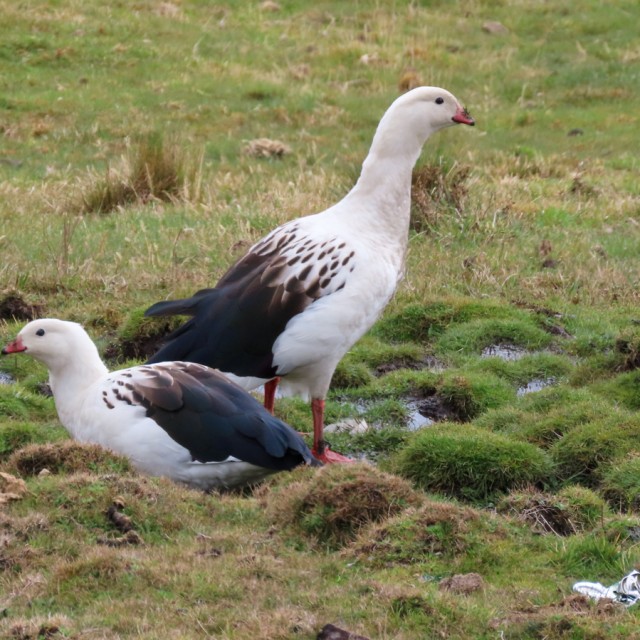 Andean Goose