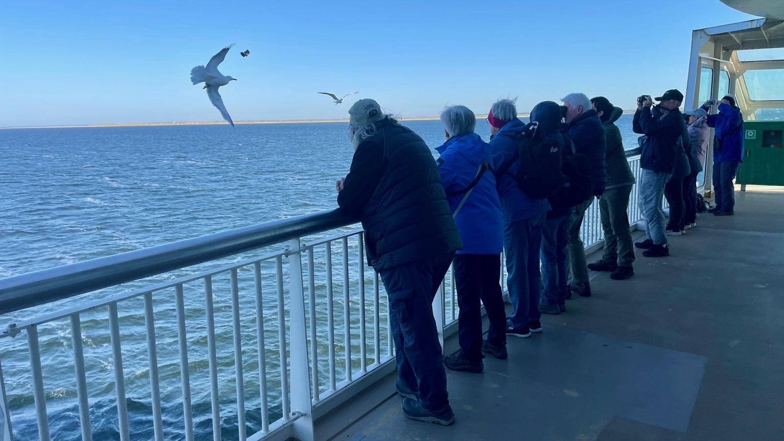 Attracting flyby gulls on the Texel ferry