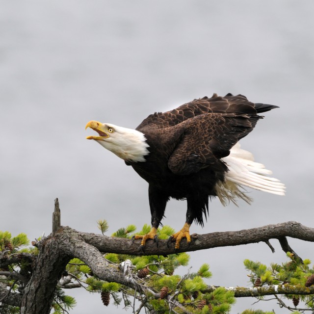 Bald Eagle