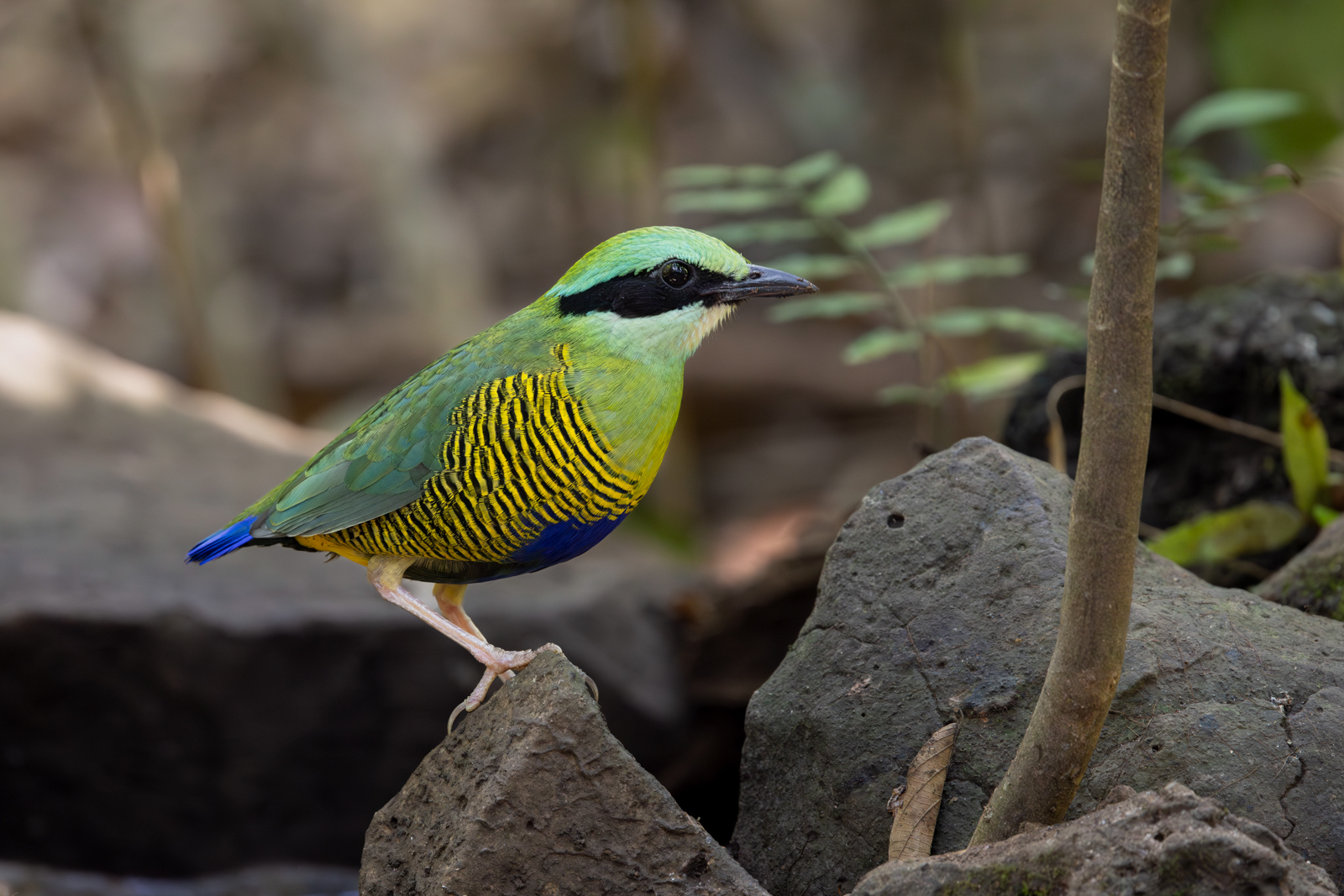 Bar-bellied Pitta