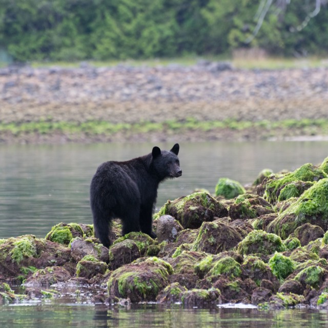 Black bear on shoreline