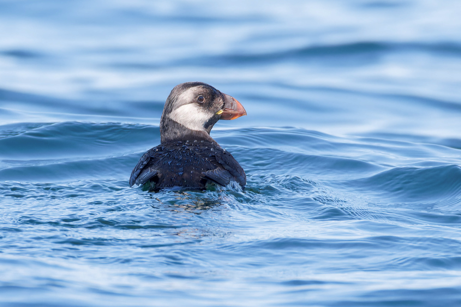 Horned Puffin