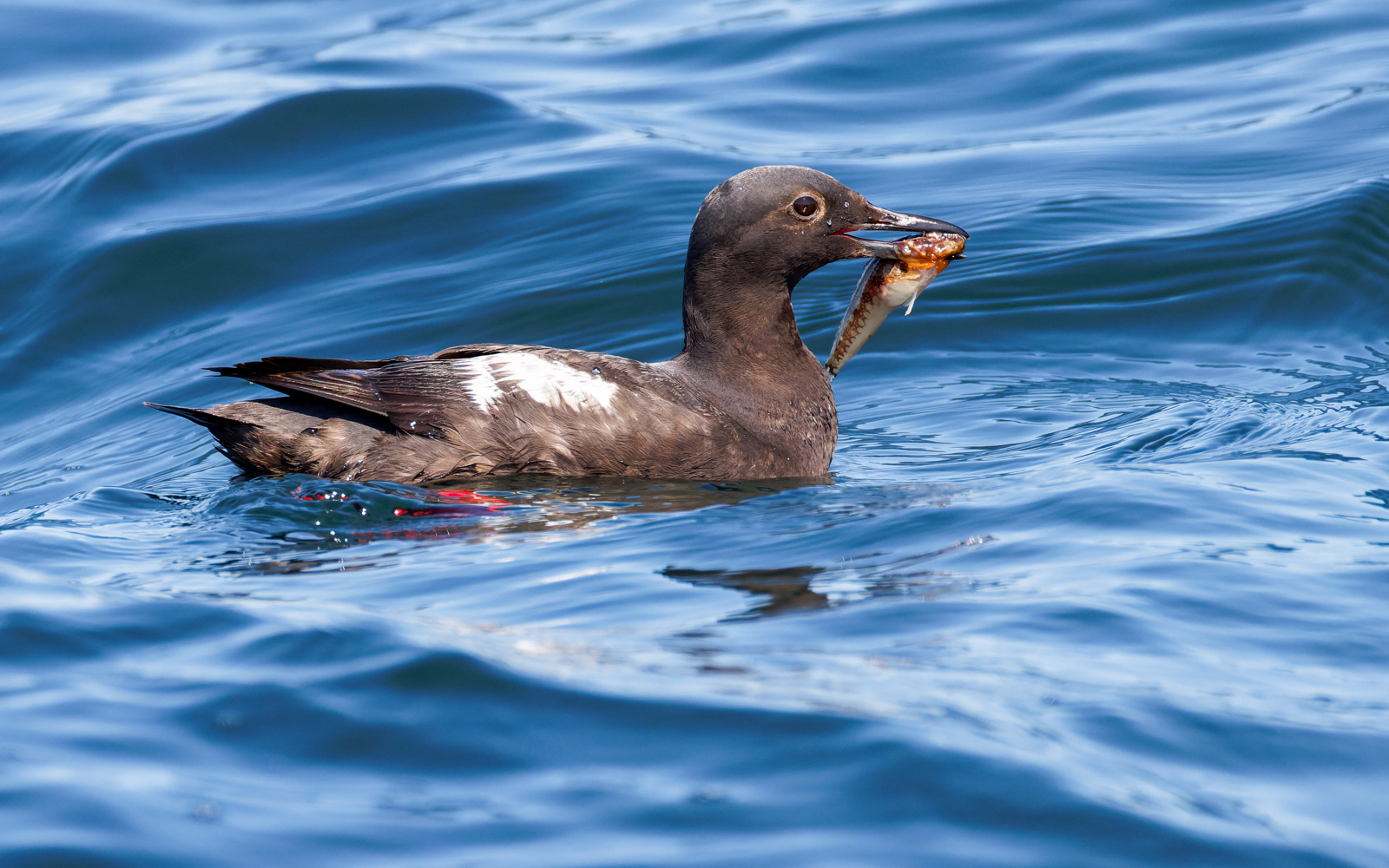 Pigeon Guillemot