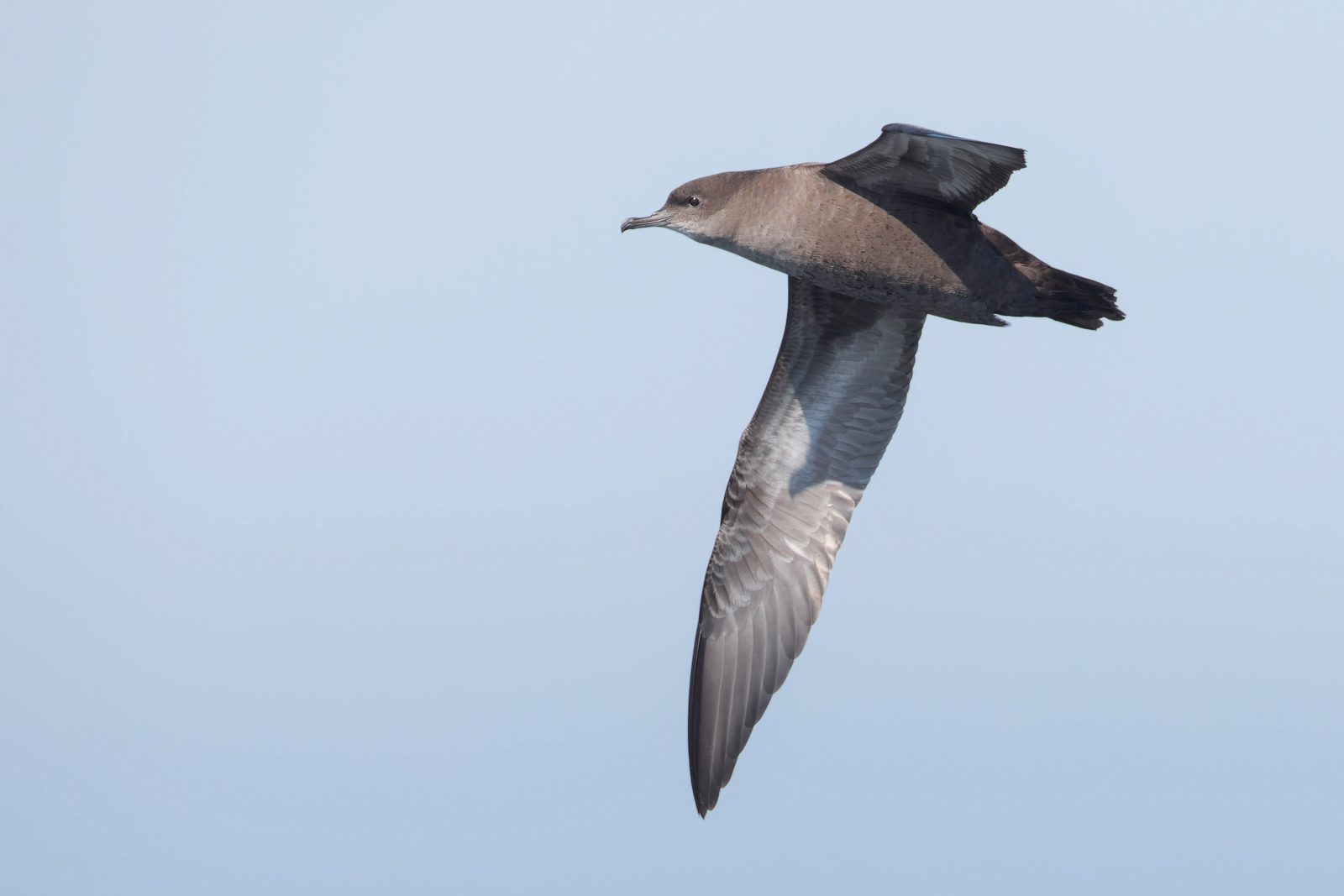 Short-tailed Shearwater in flight
