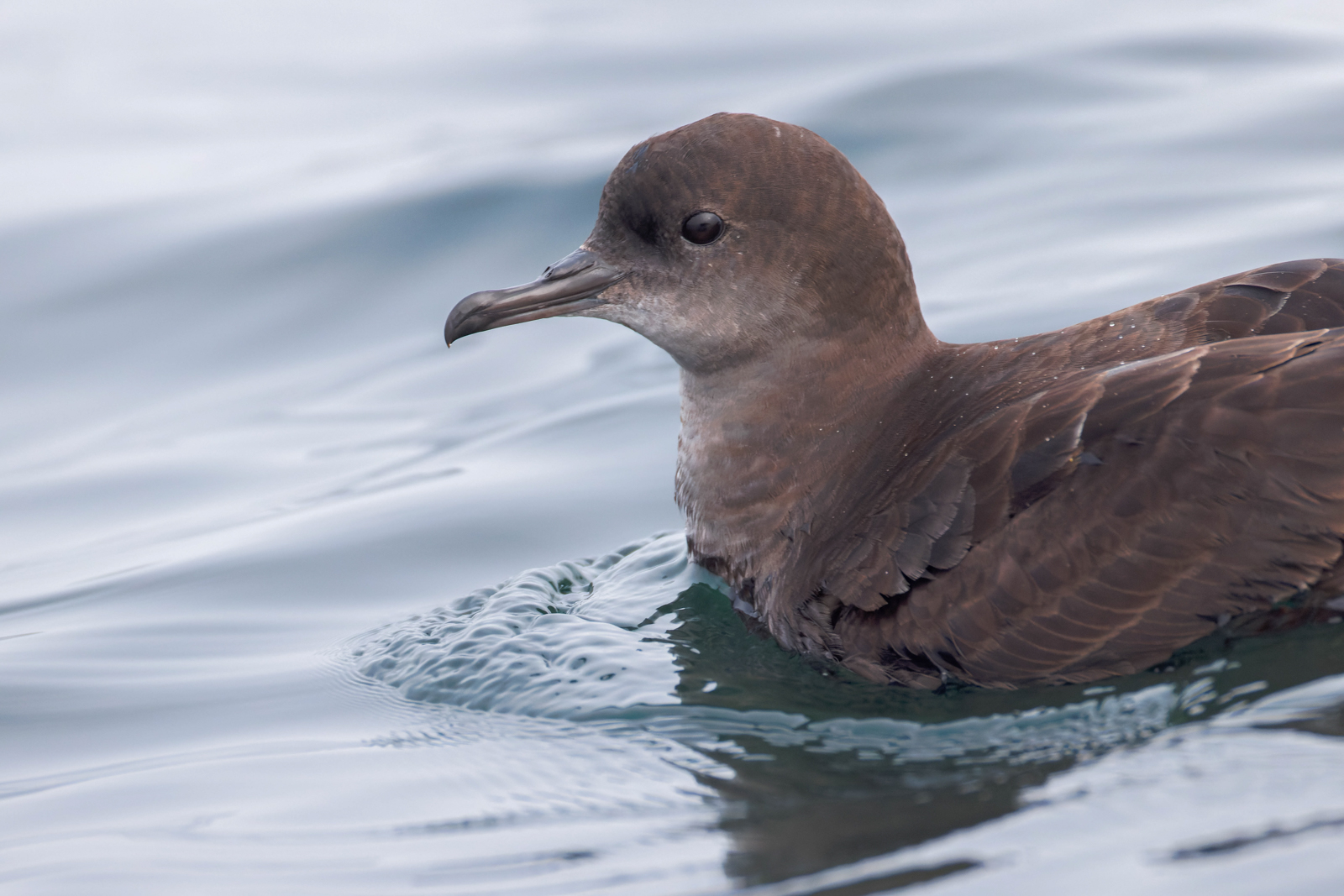 Short-tailed Shearwater
