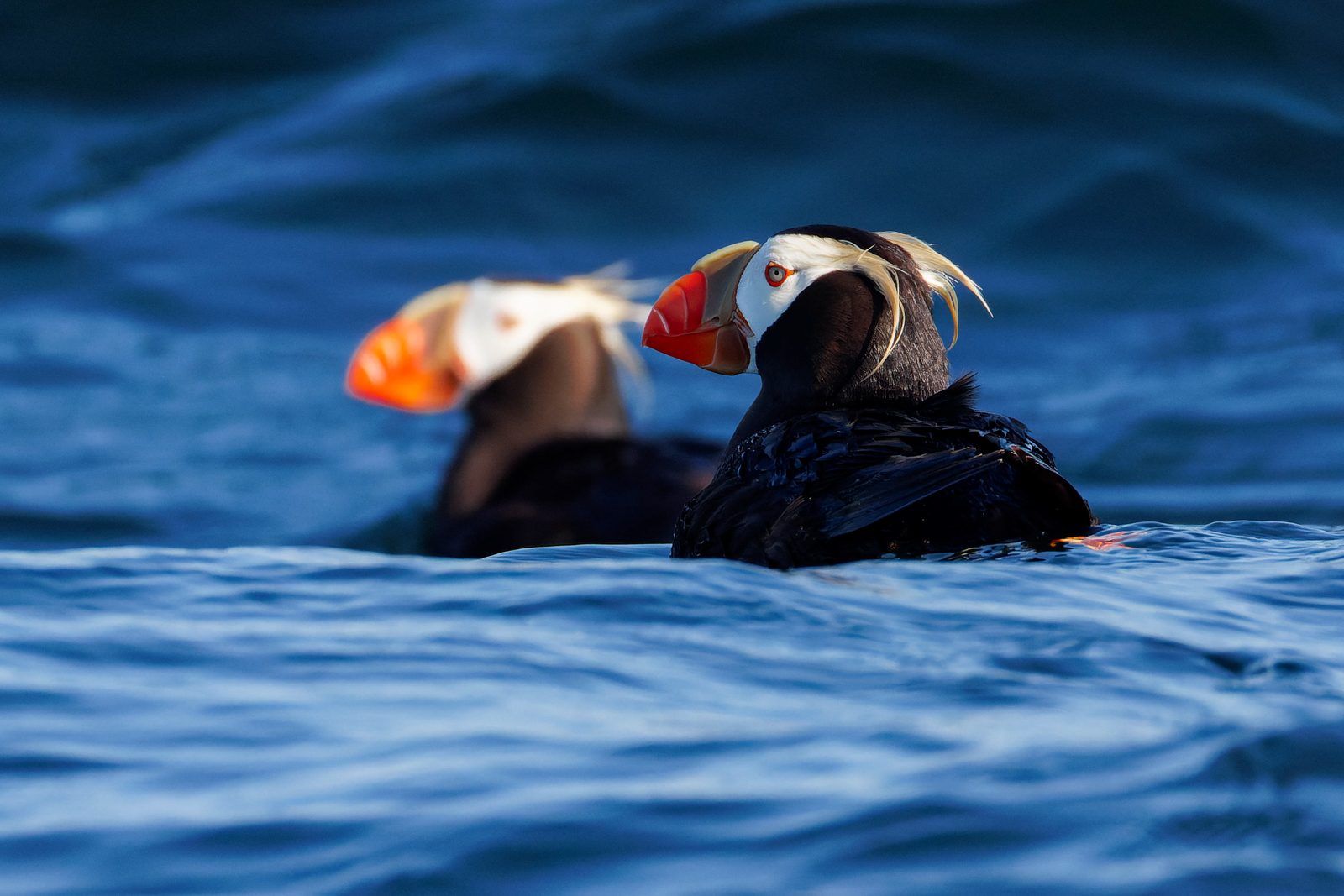 Tufted Puffin