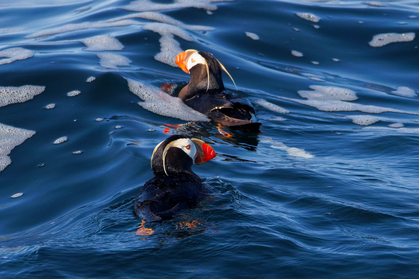 Tufted Puffin