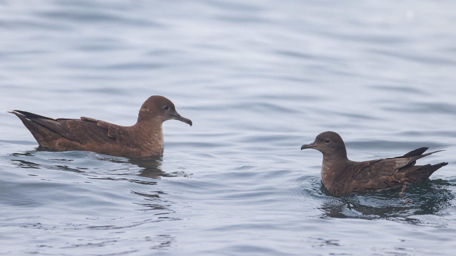 Sooty and Short-tailed Shearwaters