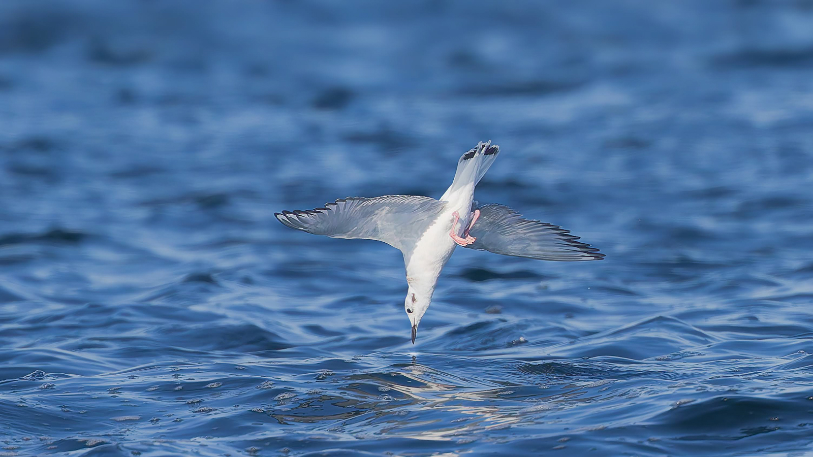 Bonaparte's Gull