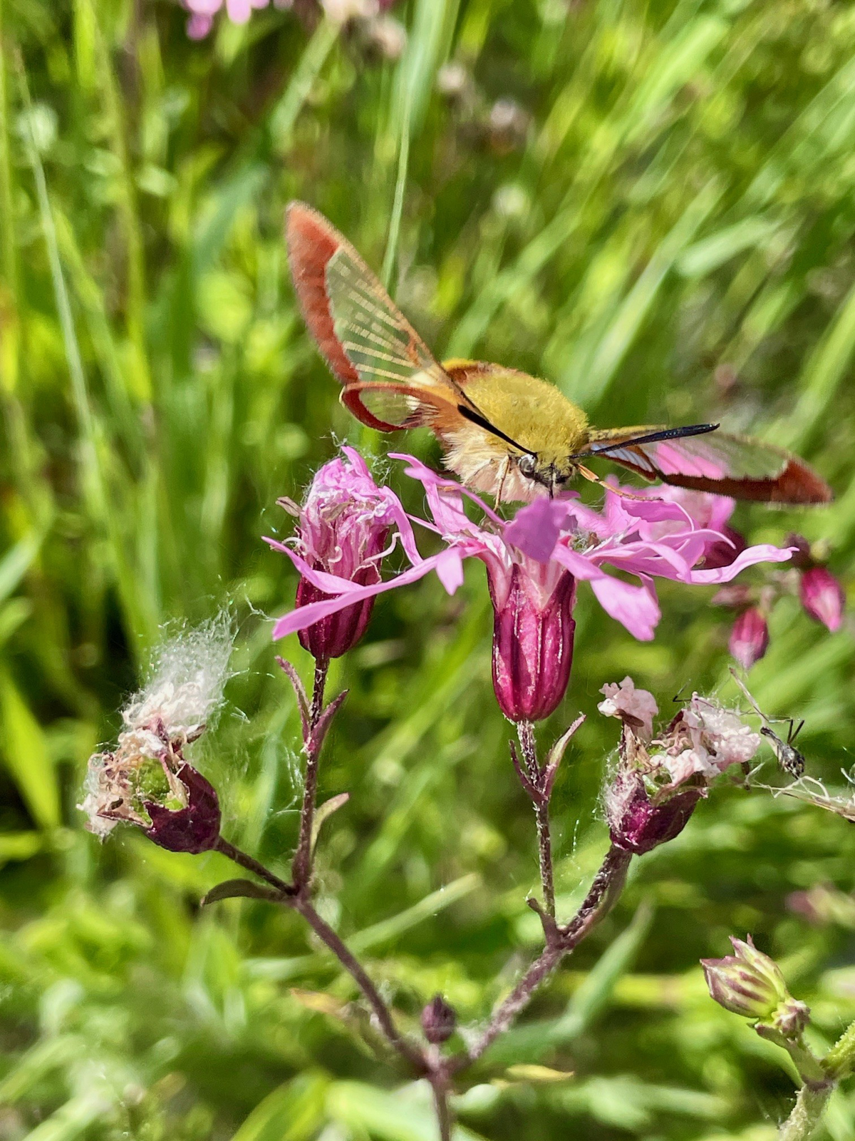 Broad-bordered Bee Hawkmoth on Ragged Robin, Zwanenwater 