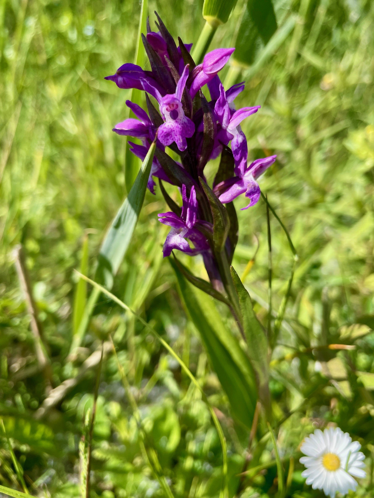 Broad-leaved Marsh Orchid, Zwanenwater 